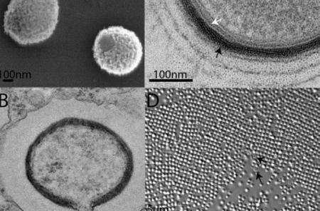 Giant-Virus-(Mollivirus-sibericum)-discovered-in-Siberia-on-HWN-HIGHLIGHT