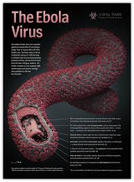 End-Game-for-Ebola-Virus-on-HWN-EBOLA-UPDATE