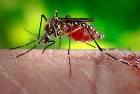 First-case-of-sexually-transmitted-Zika-virus-in-France-on-HWN-ZIKA-VIRUS-UPDATE