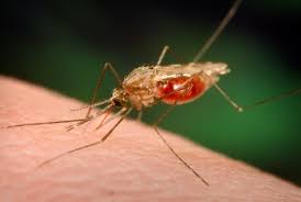 Dengue-outbreaks-likely-to-strike-some-parts-of-Europe-on-HWN-DENGUE-UPDATE