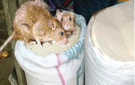 Garri-demand-drops-in-Lagos-as-Lassa-fever-causes-havoc-on-HWN-LASSA-FEVER-UPDATE