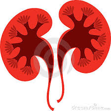 Biomarkers-for-the-prognosis-of-chronic-kidney-disease-discovered-on-HWN-RESEARCH