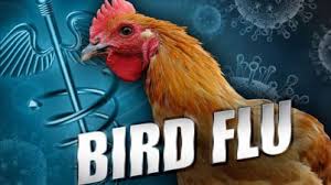 Bird-Flu-Ravages-Niger-Republic-on-HWN-BIRD-FLU-UPDATE