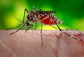 Zika-clone-cum-vaccine-development-on-HWN-ZIKA-UPDATE