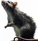 Rats-chews-newborn-baby-alive-on-HWN-TERROR