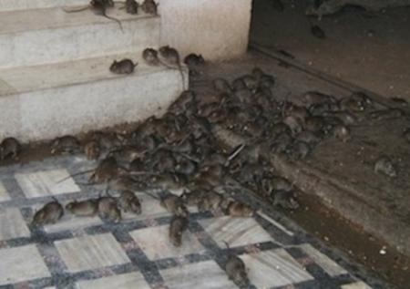 13-confirmed-cases,-8-deaths-in-Plateau-state-on-HWN-LASSA-FEVER-UPDATE
