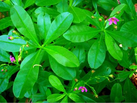 Waterleaf-(Talinum-triangulare)-and-its-benefits-on-HWN-NUTRITION