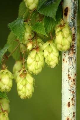 Preventing-Breast-Cancer-With-Hops-Extract-on-HWN-CANCER-UPDATE