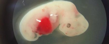 First-ever-human-pig-hybrid-embryo-created-in-laboratory-on-HWN-INNOVATIONS