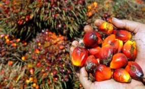 Palm-Oil-And-The-Lie-Told-Against-It-on-HWN-SPOTLIGHT