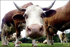 New-drug-to-defeat-Mad-cow-disease-HWN-MAD-COW-UPDATE