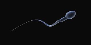 French-Scientists-Creates-First-Laboratory-Human-Sperm-Cells-on-HWN-RESEARCH