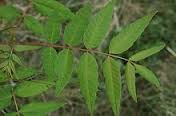 Toona-sinensis-leaf-aqueous-extract-dowses-sepsis-on-HWN-INSIGHT