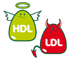 Good-cholesterol-(HDL)-lowered-by-sleep-deprivation-on-HWN-INSIGHTS