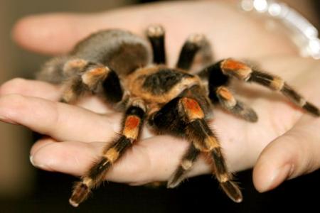 A-way-to-cure-arachnophobia-(fear-of-spider)-discovered-on-HWN-INSIGHTS