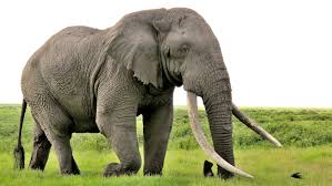 Elephant-cancer-fighting-secret-on-HWN-RESEARCH